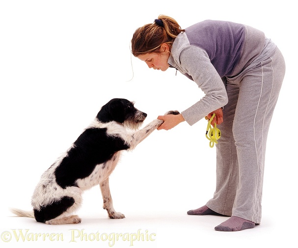 Train Your Dog to Come When Gets Called 4 Pointer-cross Harry, 6 years old