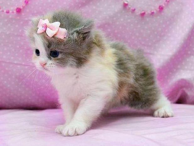 185264 345573868867989 1080652682 n How to Look After Your Cat? - 4