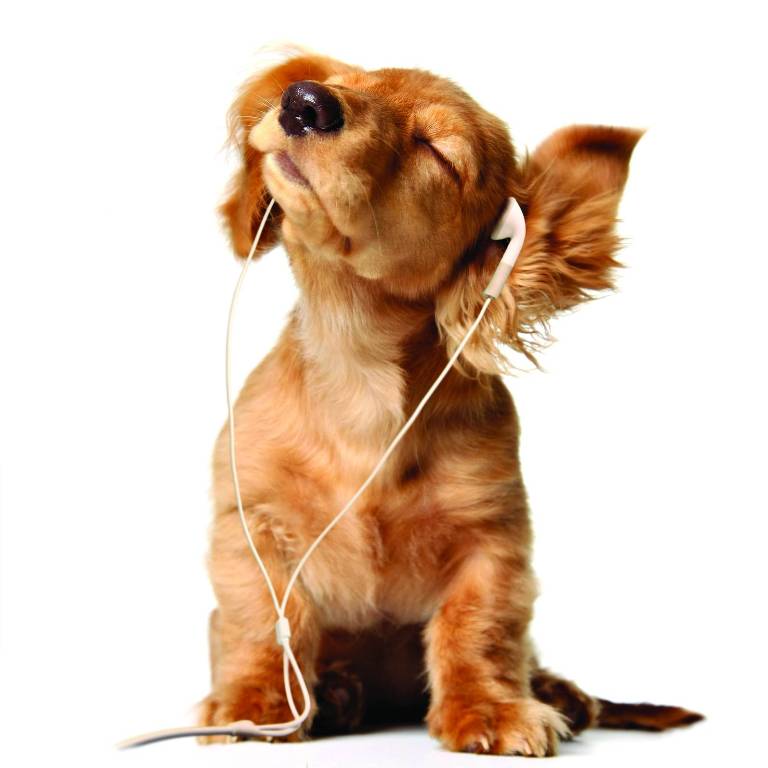 339432-dogs-music-dog