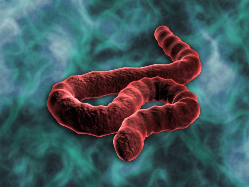 67035_Ebola-Virus-2