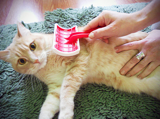 Cat being brushed Boxiecat home litter delivery How to Look After Your Cat? - 3