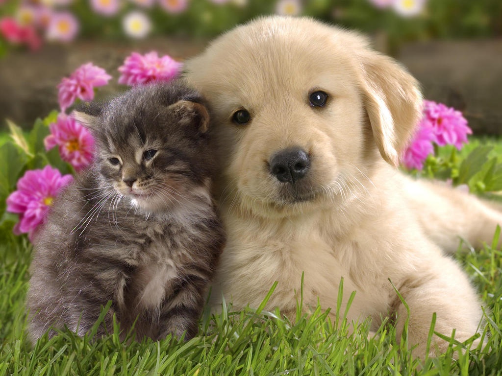 Cute-and-Funny-Puppy-and-Cat-in-The-Garden-HD-Wallpaper