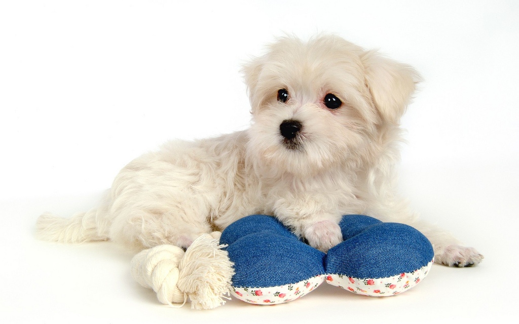 Maltese-cute-puppy-pictures-1