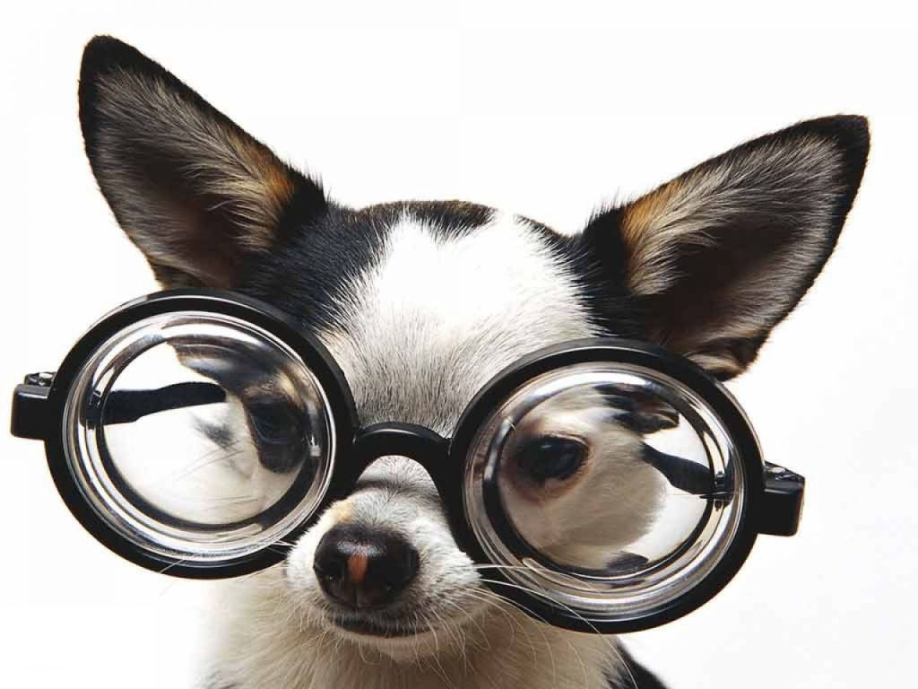 cute-puppies-with-funny-sayings-542e527d05ba6