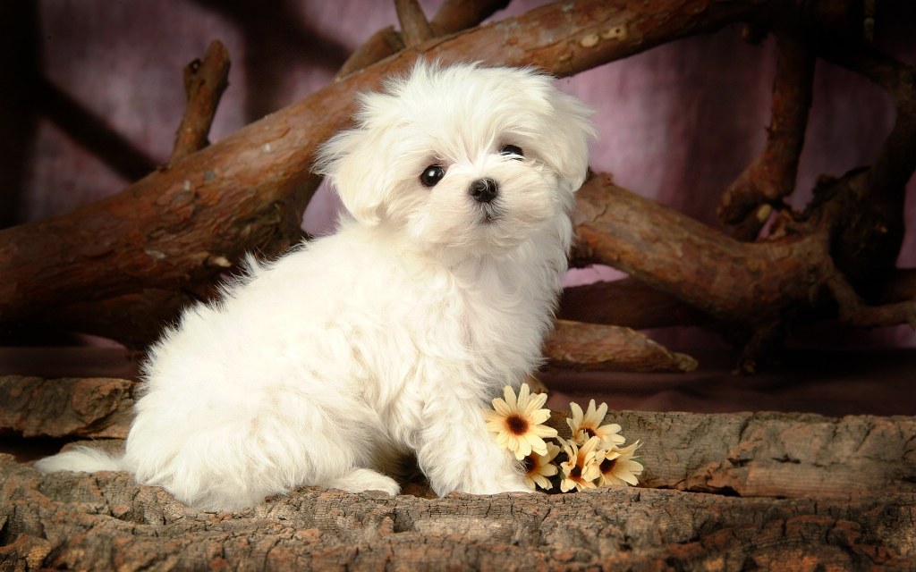 cute-white-puppy-hd-wallpaper