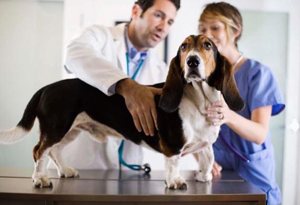 How to Choose Healthy Food for Dogs? 1 healthy