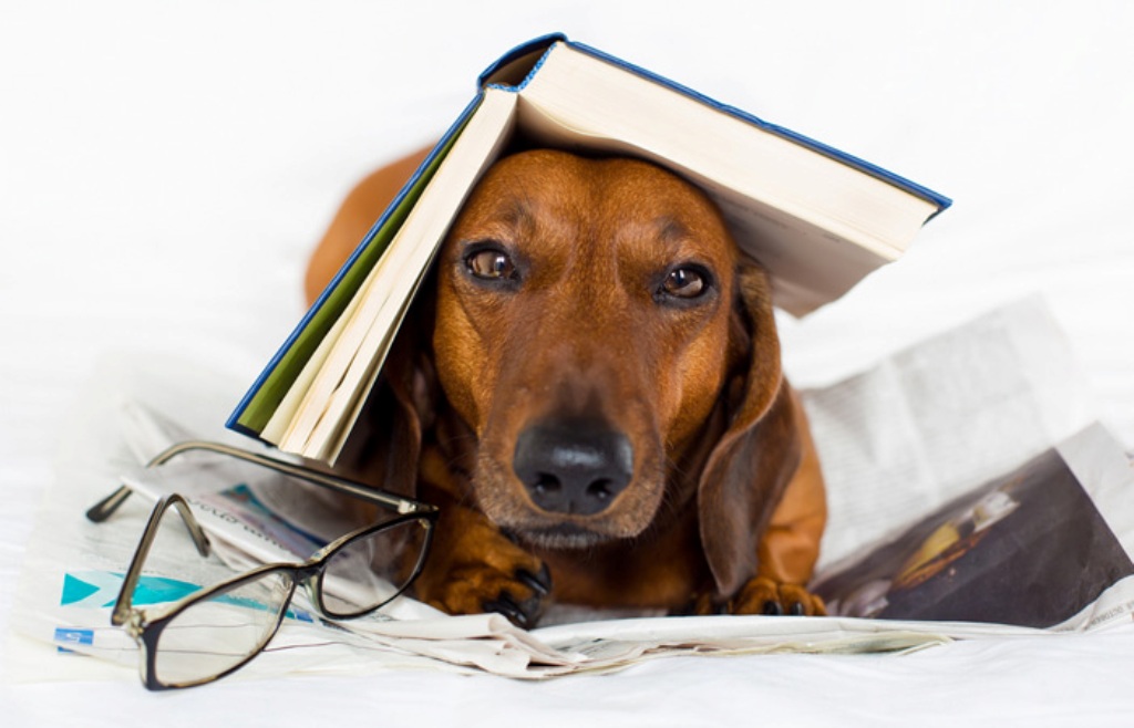 dog_reading