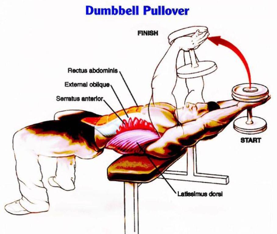 How to Use Dumbbells to Easily Get Huge Muscles 5 dumbbell-pullover1