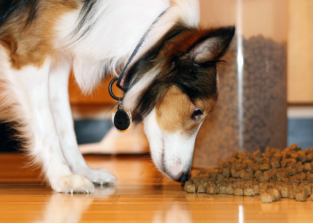 Train Your Dog to Come When Gets Called 2 dog-food