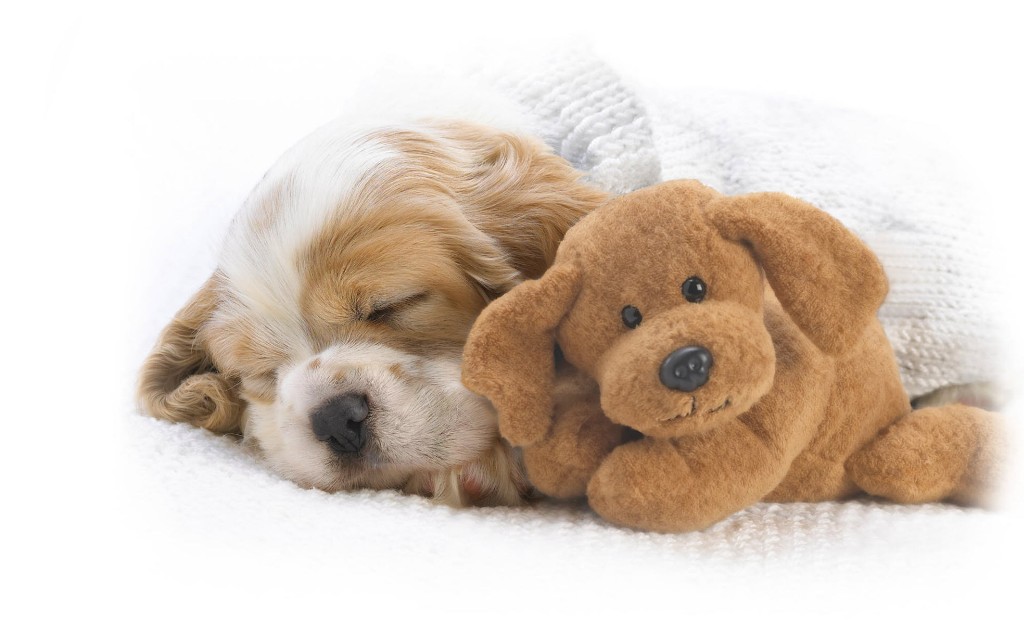 pictures-of-cute-puppies-sleeping-hd-cool-7