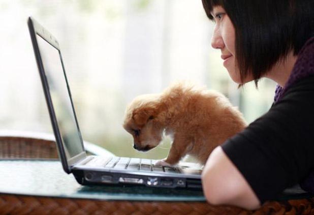 How to Choose Healthy Food for Dogs? 7 dog food