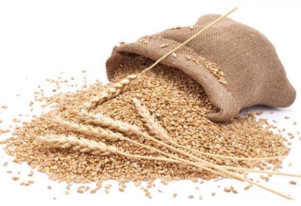 How to Choose Healthy Food for Dogs? 4 corn and wheat