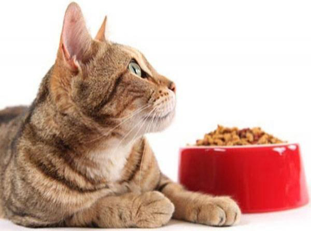 How to Choose the Right Food for Cats? 7 51ffbe382c07ds29065 p How to Choose the Right Food for Cats? - 5