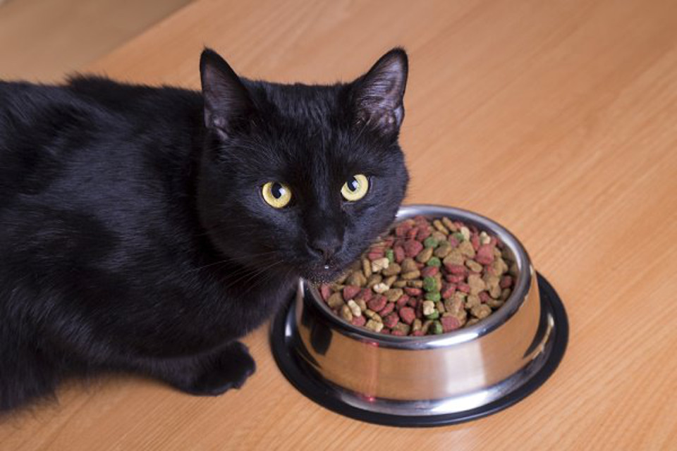 How to Choose the Right Food for Cats? 3 cat eating food dish How to Choose the Right Food for Cats? - 3