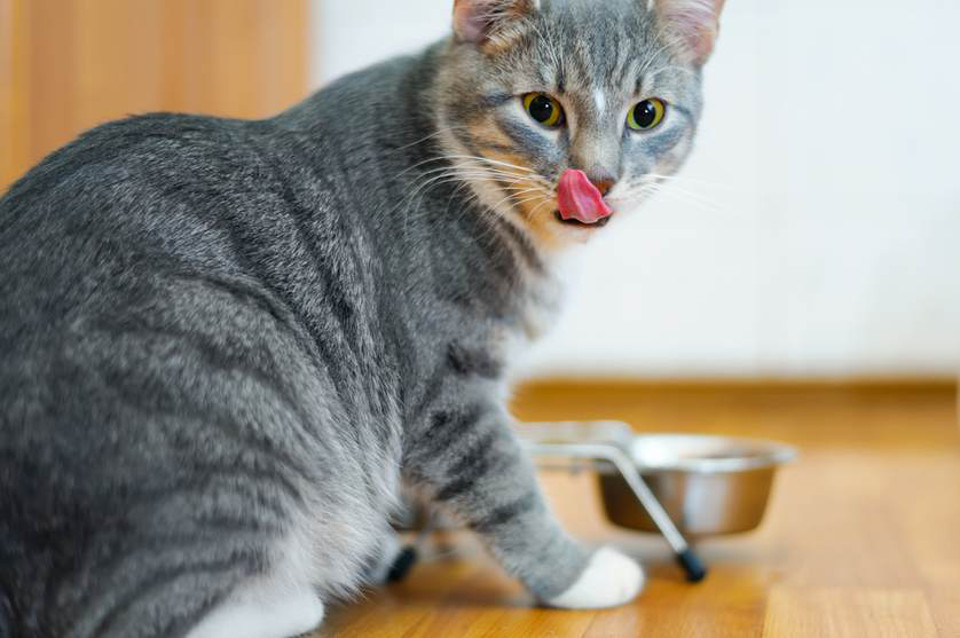 How to Choose the Right Food for Cats? 2 grey cat eating How to Choose the Right Food for Cats? - 2