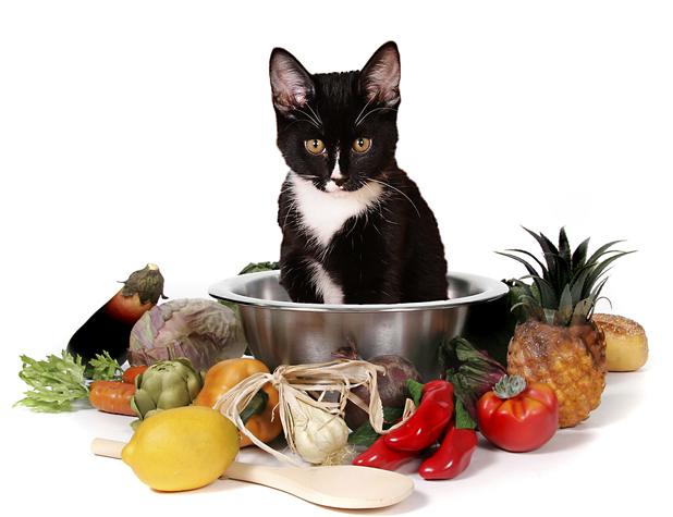 homemade cat food How to Choose the Right Food for Cats? - 1