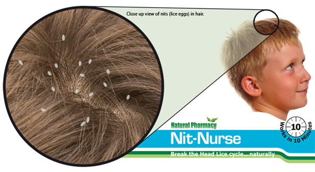 How to Prevent Lice Eggs Infection 4 Lice nits look