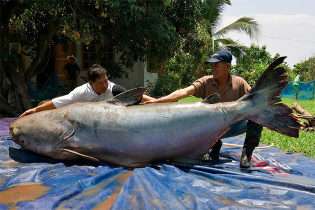 1109 worlds largest catfish How to Catch a Huge Monster Catfish - 1