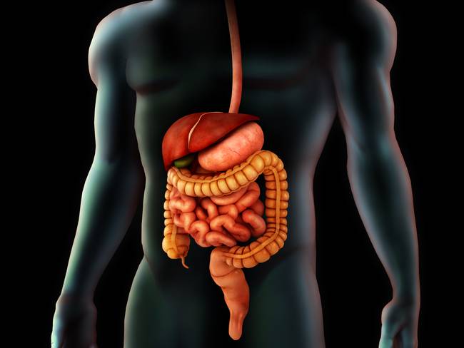 14 26 1 The Most Common Things Affecting Your Digestion - 1 common things affecting digestion