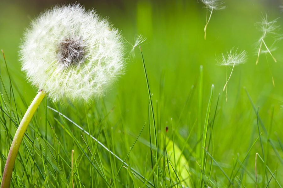 Allergies: Causes, Symptoms, Prevention and Effective Treatment 5 15 22 1 Allergies: Causes, Symptoms, Prevention and Effective Treatment - 4 allergies cause symptoms prevention treatment