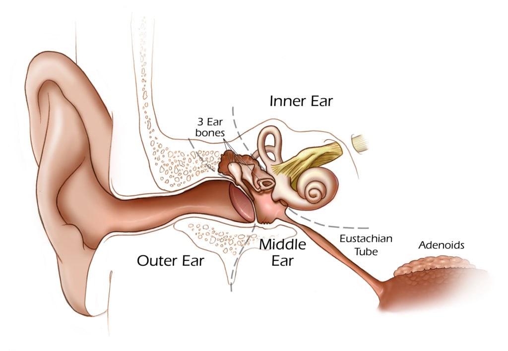18 21 1 Ear pain: the Effective Natural Remedies - 1 ear pain effective natural remedies