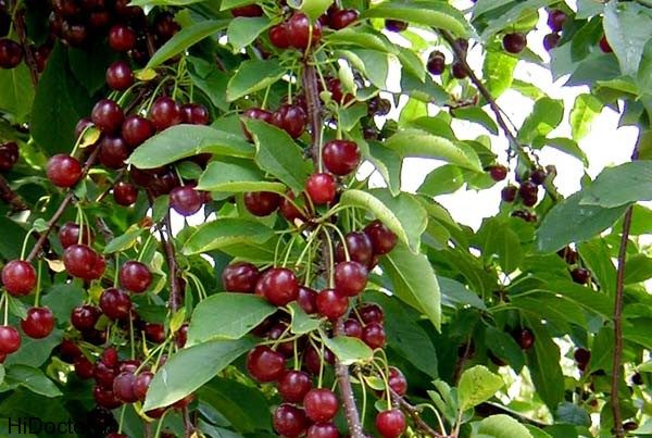 23 2 1 Sweet Cherries Health Benefits: Eat to Lose Weight - 10 sweet cherries health benefits lose weight