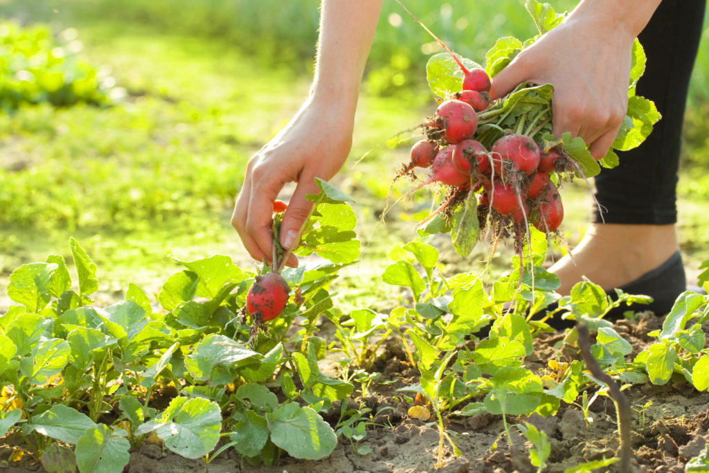 Organic Foods: Benefits on Your Health 2 organic food really worth