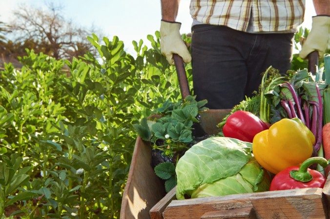 Organic Foods: Benefits on Your Health 7 organic food really worth