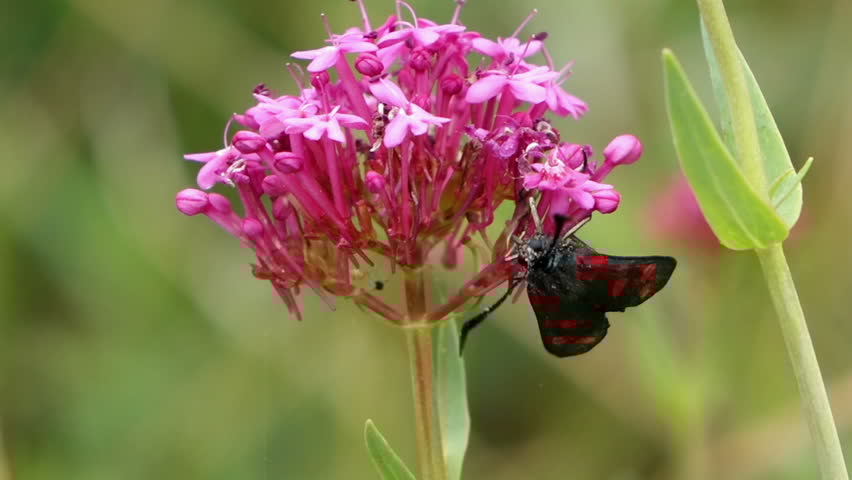 Valerian Benefits: Sleep and Positive Effects on Your Health 1 Valerian Benefits