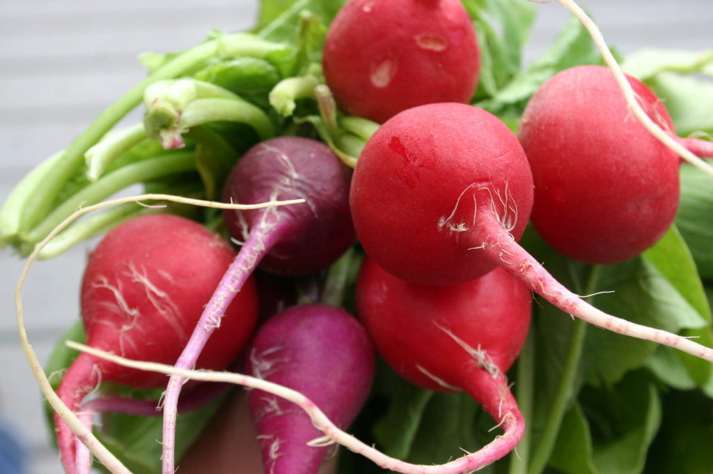 Radish: Nutritional Value and Top Benefits 3 Radish Benefits