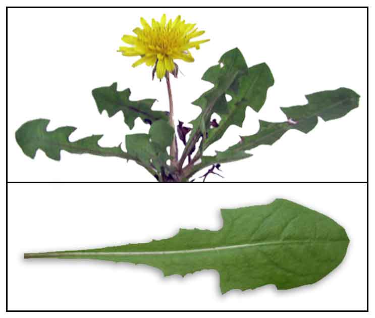 dandelion amazing benefits health