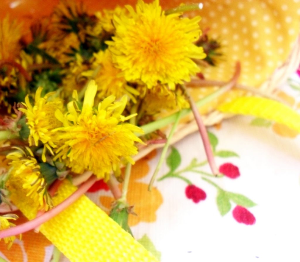 10 16 1 Dandelion: the Amazing Benefits on Your Health - 2 Dandelion
