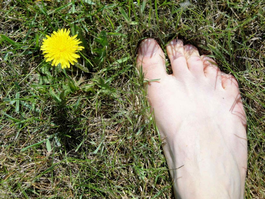dandelion amazing benefits health