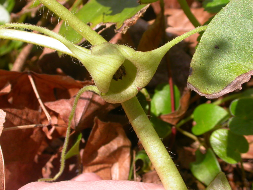 herbal medicines wild ginger benefits health
