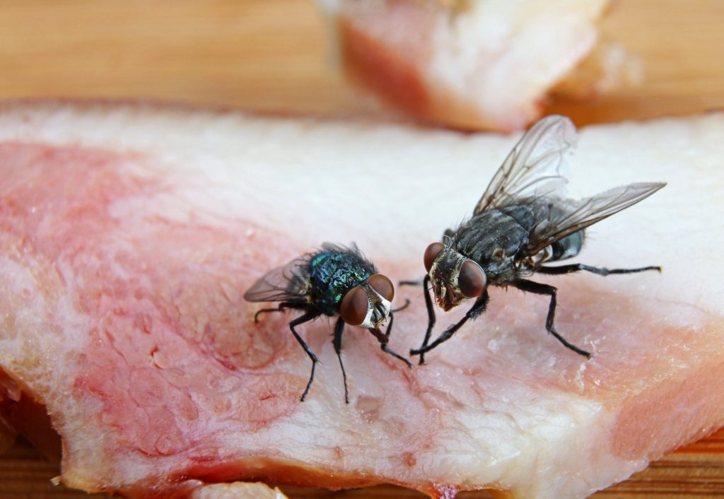 Food Poisoning: What it Really Means When a Fly Lands on Your Food? 2 Food Poisoning: when a fly lands on your food ,stop eating - HealthyEve