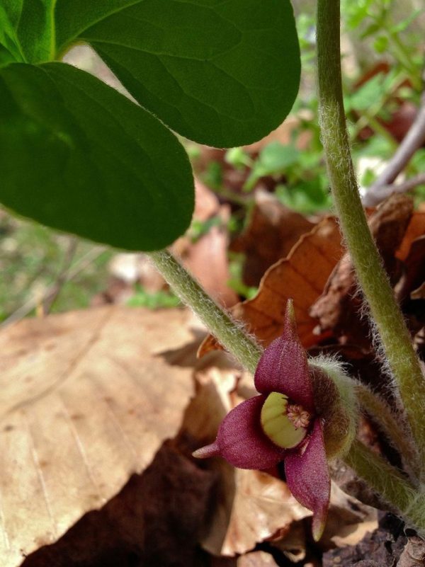 Asarum canadense 2 Wild Ginger: Best Herbal Medicine and its Health Benefits - 3 Wild Ginger