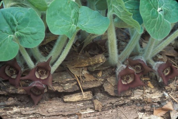 Asarum canadense Wild Ginger: Best Herbal Medicine and its Health Benefits - 2 Wild Ginger