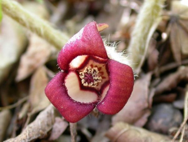 Asarum canadense wild ginger flower Wild Ginger: Best Herbal Medicine and its Health Benefits - 4 Wild Ginger