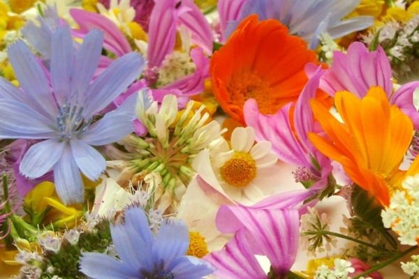 Bach Flower: Their Top Benefits on Your Health 5 Bach flowers 2 Bach Flower: Their Top Benefits on Your Health - 5 bach flower