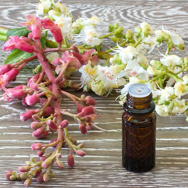 Bach Flower: Their Top Benefits on Your Health 1 Bach flowers Bach Flower: Their Top Benefits on Your Health - 1 bach flower