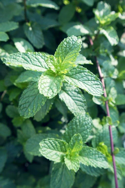 Headache Treatment: Healing and Recovering of Headache with Herbal Medicine 2 Peppermint herbs Headache Treatment: Healing and Recovering of Headache with Herbal Medicine - 2 Headache Treatment