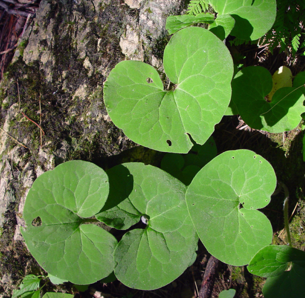 Wild Ginger leaves Wild Ginger: Best Herbal Medicine and its Health Benefits - 1 Wild Ginger