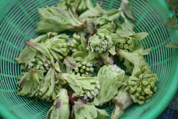 Headache Treatment: Healing and Recovering of Headache with Herbal Medicine 4 butterbur herbs Headache Treatment: Healing and Recovering of Headache with Herbal Medicine - 4 Headache Treatment