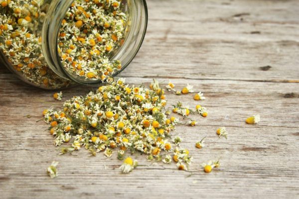 Headache Treatment: Healing and Recovering of Headache with Herbal Medicine 1 dry chamomile herbs Headache Treatment: Healing and Recovering of Headache with Herbal Medicine - 1 Headache Treatment