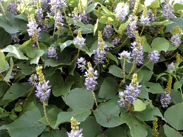 Kudzu Herbal: Perfect Plant to Reduce the Consumption of Alcohol 3 kodzu plant Kudzu Herbal: Perfect Plant to Reduce the Consumption of Alcohol - 3 kudzu Herbal
