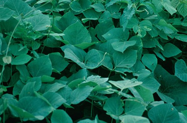 Kudzu Herbal: Perfect Plant to Reduce the Consumption of Alcohol 5 kudzu Kudzu Herbal: Perfect Plant to Reduce the Consumption of Alcohol - 5 kudzu Herbal