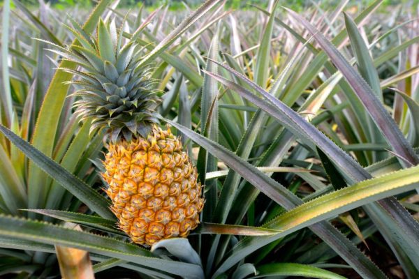 pineapple The Facts and Top Benefits of Pineapple on Your Health - 1 pineapple